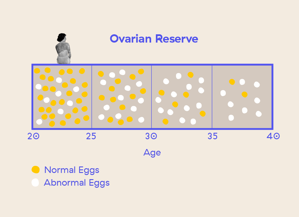 Female Fertility Age Chart What Age Are Women Most Fertile? Kin